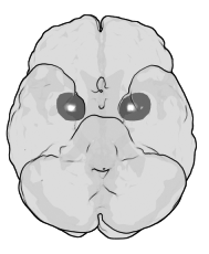 Amygdala; Quelle: de.wikipedia.com